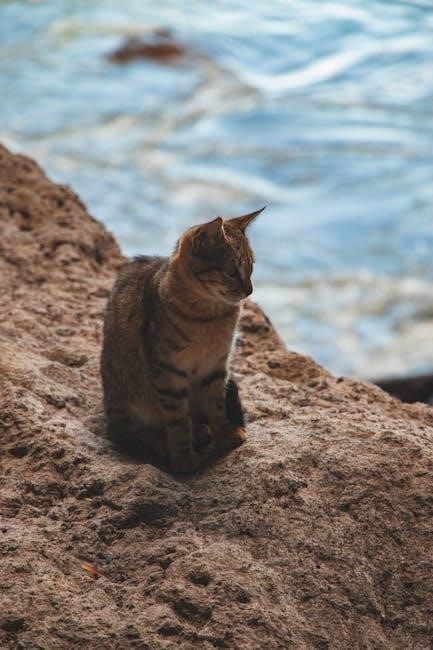 canon 6d mark ii manual